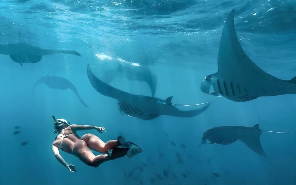 Manta Point Snorkeling